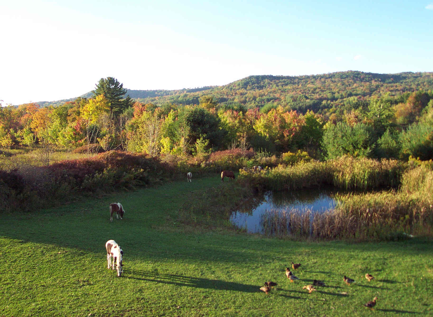 Pond