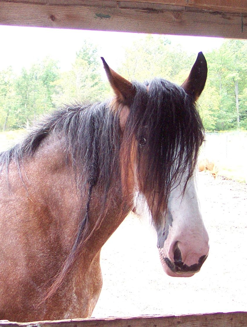 Clydesdale